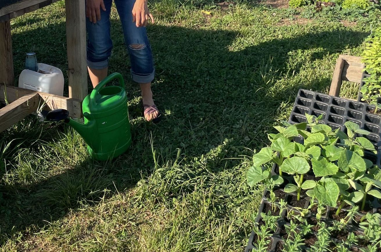 Wässern vor dem Pflanzen