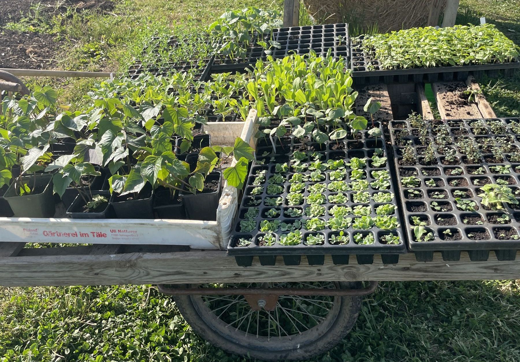 Pflanzen warten auf ihren Einsatz