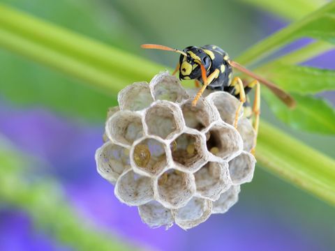 Hornissen Und Wespen Bund Naturschutz In Bayern E V