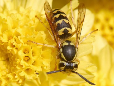 Hornissen Und Wespen Bund Naturschutz In Bayern E V