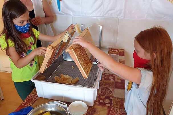 Foto: bienen-leben-in-bamberg.de