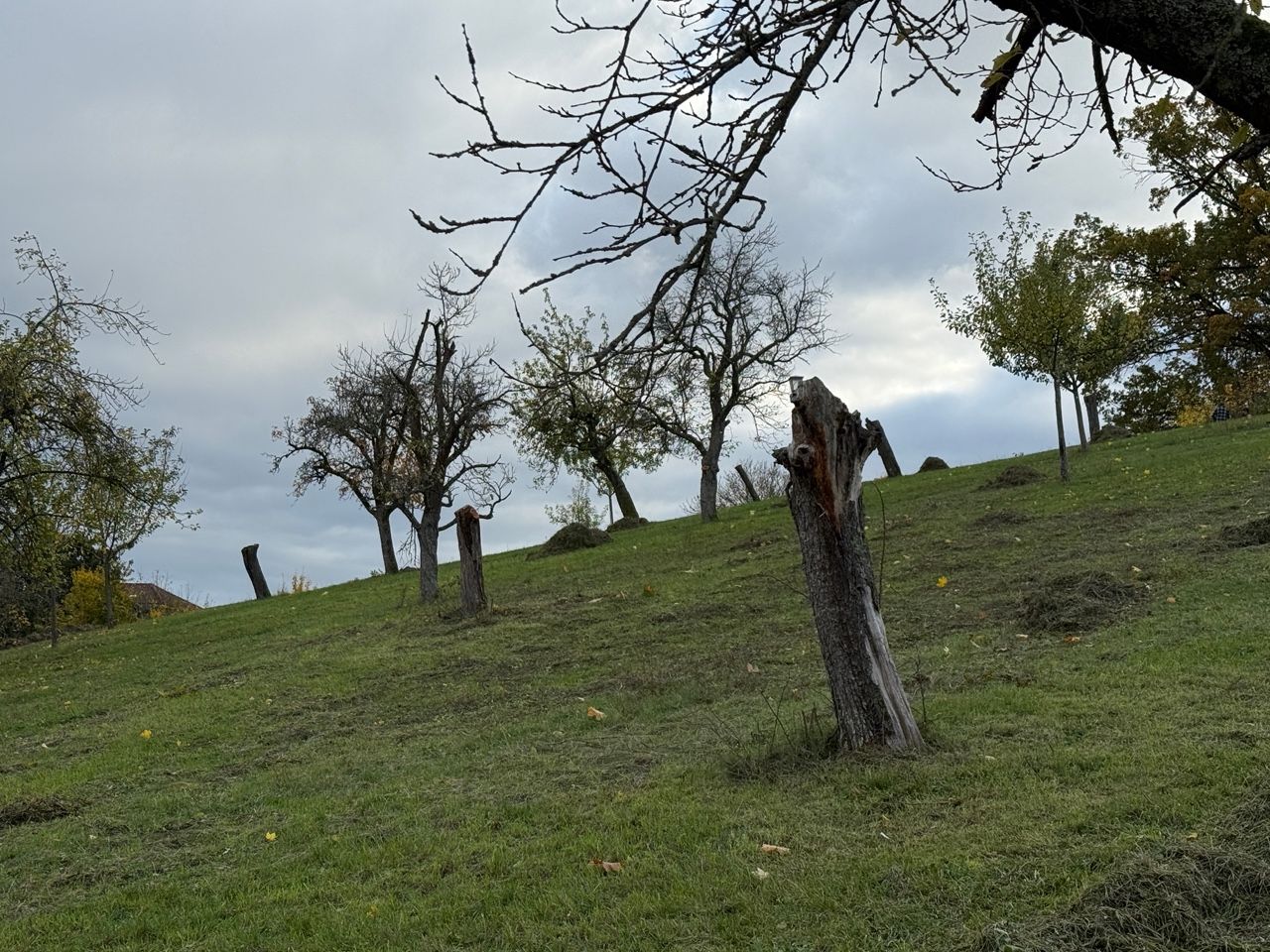 Streuobstwiese unter der Villa Remeis