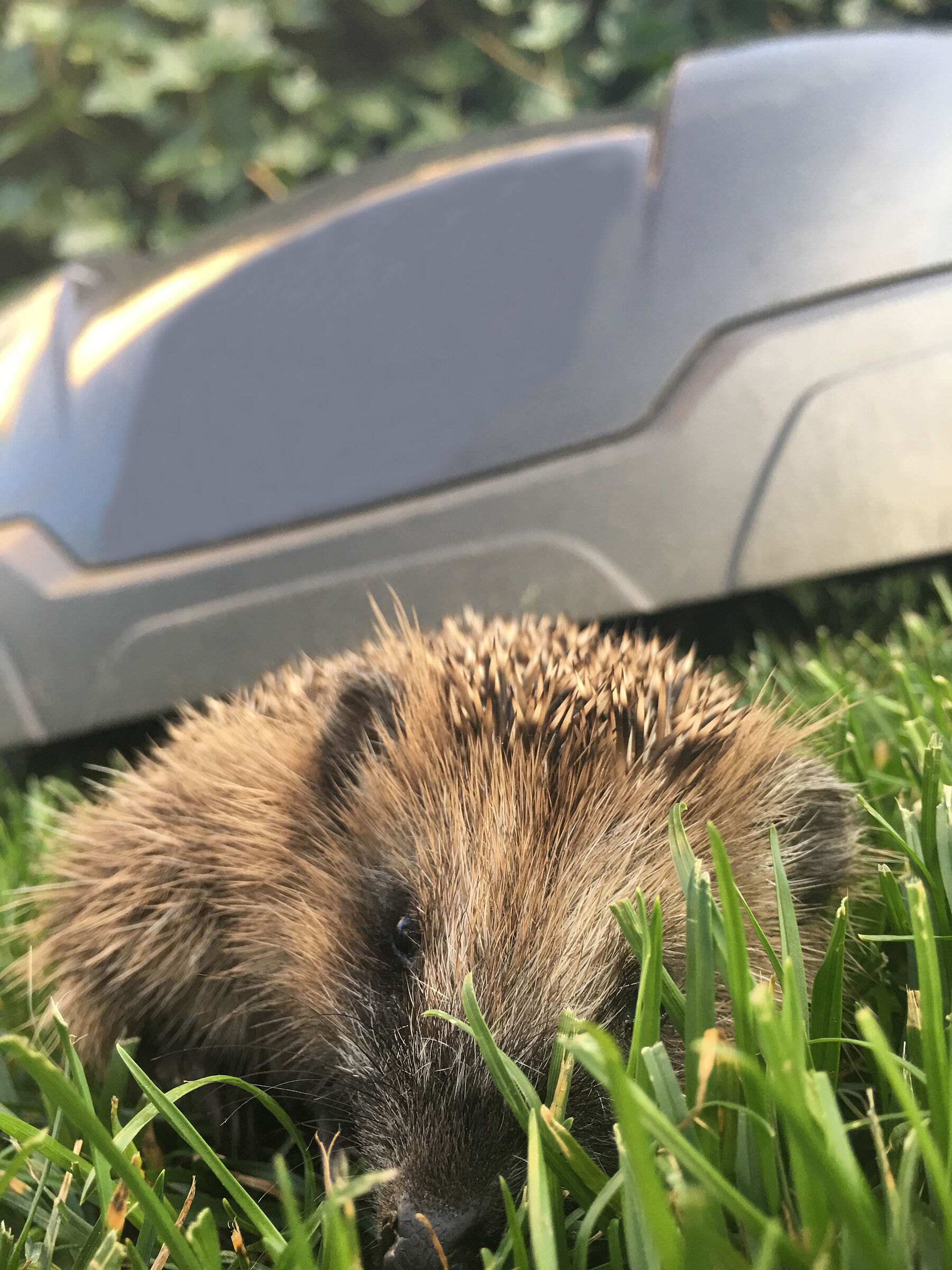 Igel vor Mähroboter