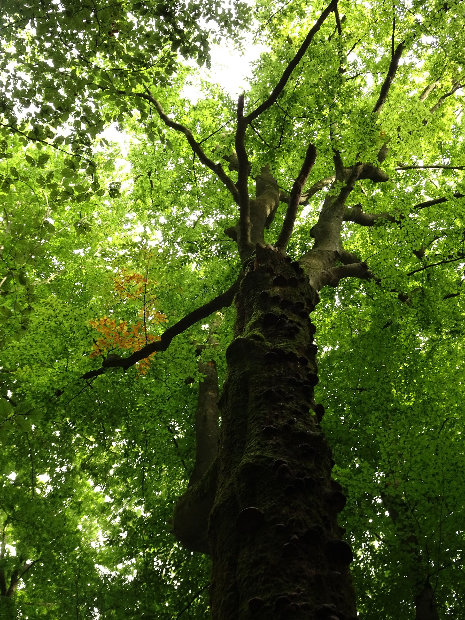 Baumriese im Steigerwald