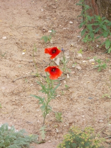 Sandmohn