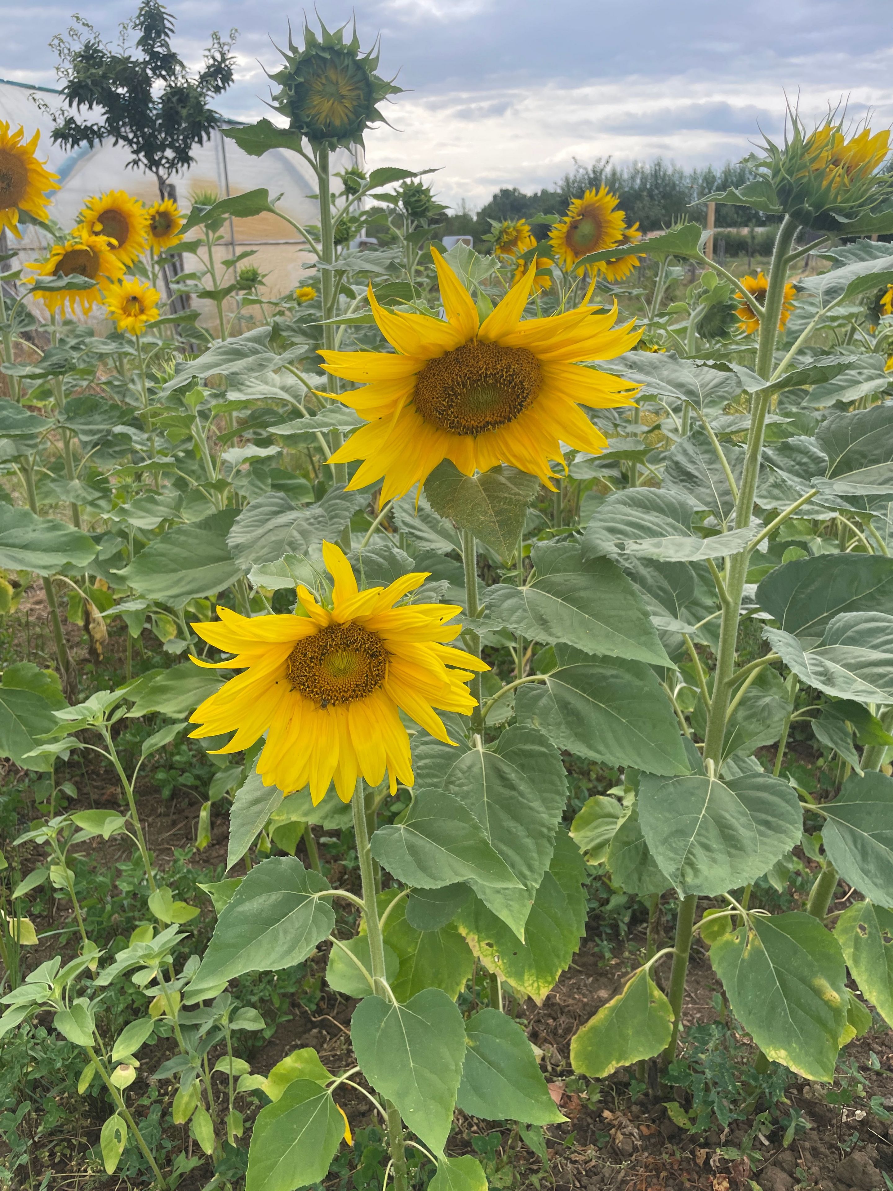 Sonnenblumen
